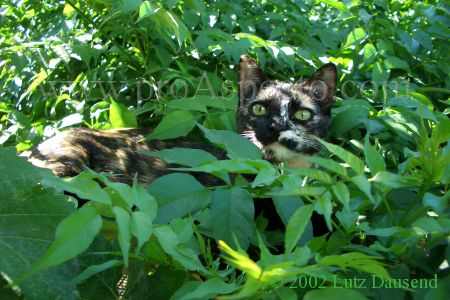 ProAspecto  Animales (c) 2005 Lutz Dausend