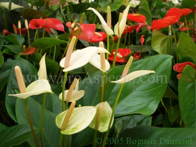 ProAspecto  Flora (c) 2005 Bogusia Dausend