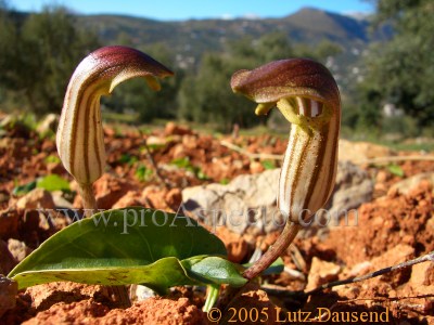 ProAspecto  Flora (c) 2005 Lutz Dausend