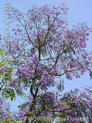 ProAspecto  Flora (c) 2005 Bogusia Dausend