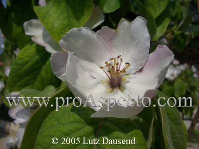 ProAspecto  Flora (c) 2005 Lutz Dausend