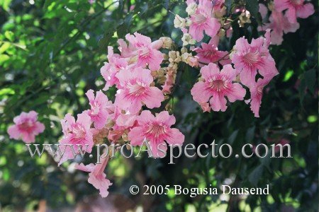 ProAspecto  Flora (c) 2004 Bogusia Dausend