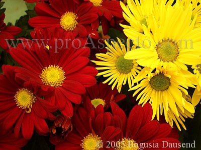 ProAspecto  Flora (c) 2005 Bogusia Dausend