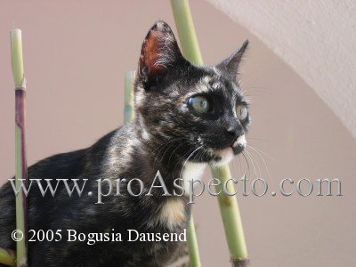 ProAspecto  Animales (c) 2005 Bogusia Dausend