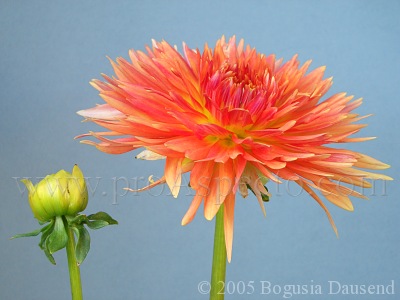 ProAspecto  Flora (c) 2005 Bogusia Dausend