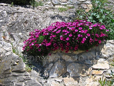 ProAspecto  Flora (c) 2005 Bogusia Dausend