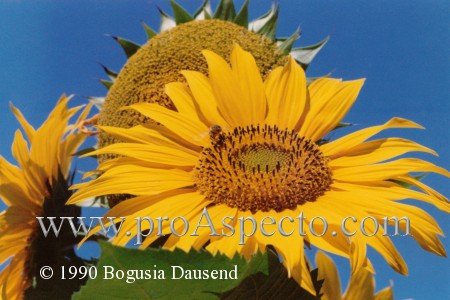 ProAspecto  Flora (c) 1990 Bogusia Dausend