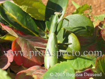 ProAspecto  Animals (c) 2005 Lutz Dausend