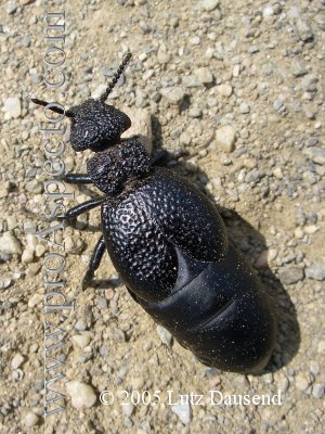 ProAspecto  Animales (c) 2005 Lutz Dausend