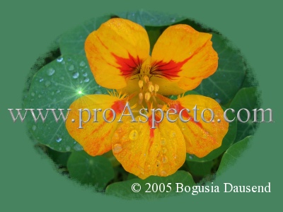 ProAspecto  Varios (c) 2005 Bogusia Dausend