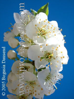 ProAspecto  Flora (c) 2005 Bogusia Dausend