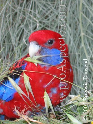 ProAspecto  Animales (c) 2005 Bogusia Dausend