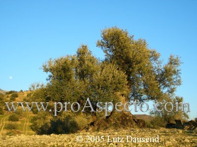 ProAspecto  Landschaften (c) 2005 Lutz Dausend