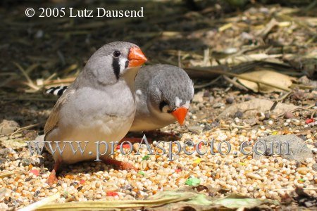 ProAspecto  Animales (c) 2005 Lutz Dausend