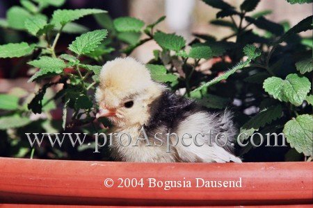 ProAspecto  Tiere (c) 2004 Bogusia Dausend