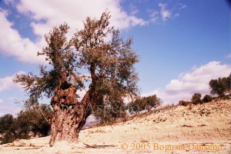 ProAspecto  Landschaften (c) 2005 Bogusia Dausend