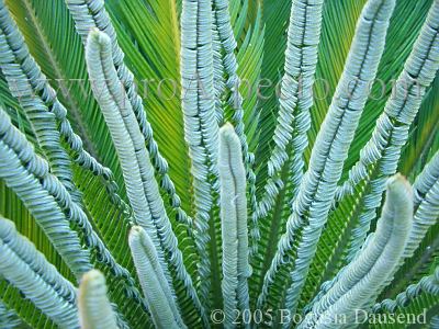 ProAspecto  Flora (c) 2005 Bogusia Dausend