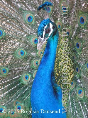 ProAspecto  Animals (c) 2005 Bogusia Dausend