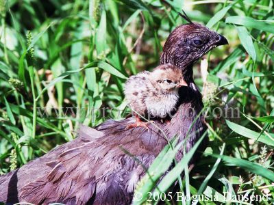 ProAspecto  Tiere (c) 2005 Bogusia Dausend