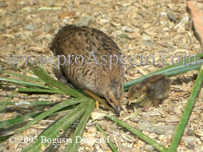 ProAspecto  Tiere (c) 2005 Bogusia Dausend