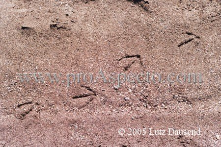 ProAspecto  Varios (c) 2005 Lutz Dausend