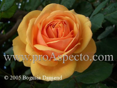 ProAspecto  Flora (c) 2005 Bogusia Dausend