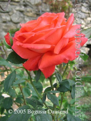 ProAspecto  Flora (c) 2005 Bogusia Dausend