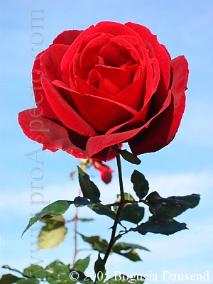 ProAspecto  Flora (c) 2005 Bogusia Dausend