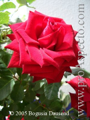 ProAspecto  Flora (c) 2005 Bogusia Dausend