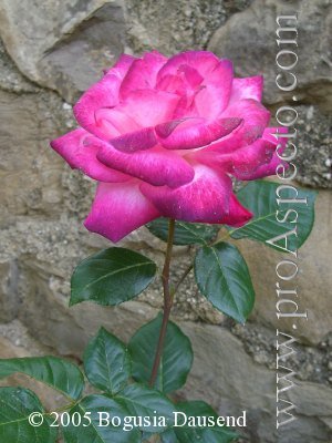 ProAspecto  Flora (c) 2005 Bogusia Dausend