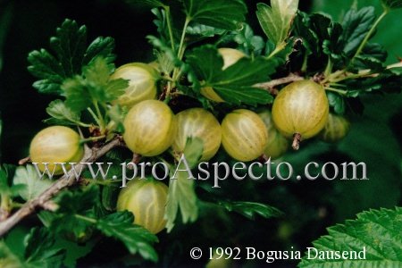 ProAspecto  Flora (c) 1992 Bogusia Dausend