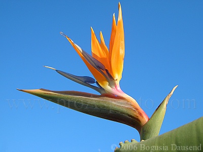 ProAspecto  Flora (c) 2006 Bogusia Dausend