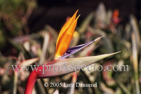 ProAspecto  Flora (c) 2005 Lutz Dausend