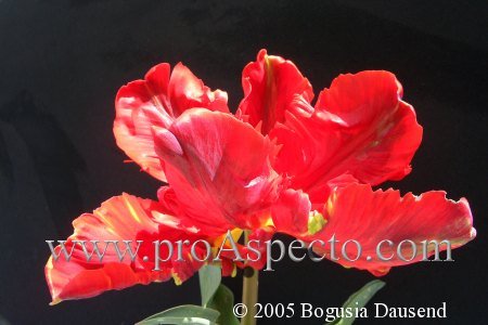 ProAspecto  Flora (c) 2005 Bogusia Dausend