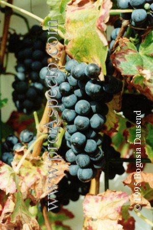 ProAspecto  Flora (c) 2004 Bogusia Dausend